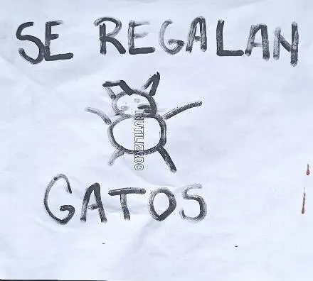 «Se regalan gatos», en la puerta de una venta de repuestos para vehículos y motos: ¿gatos de carro o gatos para cazar ratones?