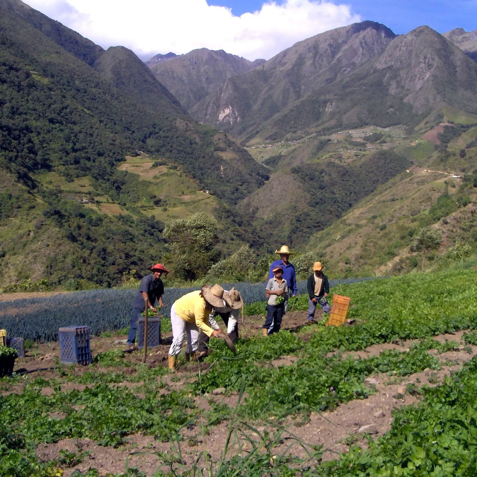 Harvest on the hillside, with the mountain range behind