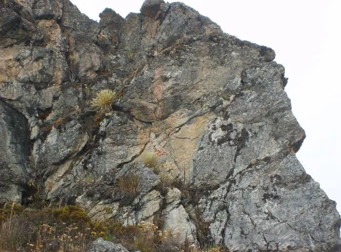 Farallón de roca del páramo con frailejones creciendo en las grietas. Hacia el centro se distinguen unas marcas rojizas sobre la piedra.