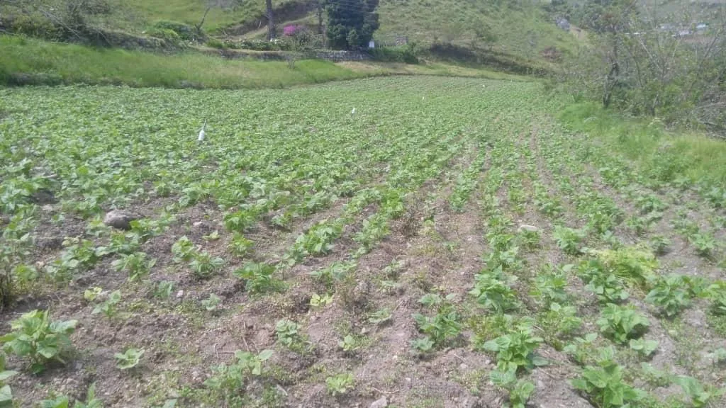 Un sembradío de hortalizas de hoja en plena ladera, con el monte detrás.