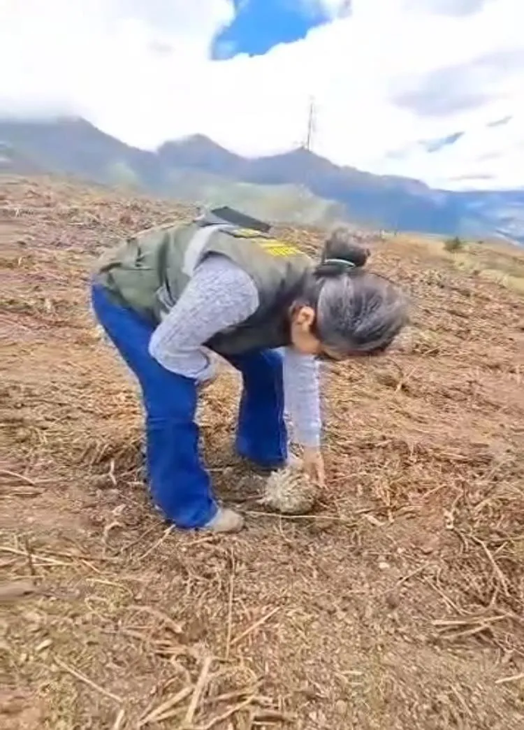 Una funcionaria examina un frailejón sobreviviente entre los restos de vegetación arrasada.