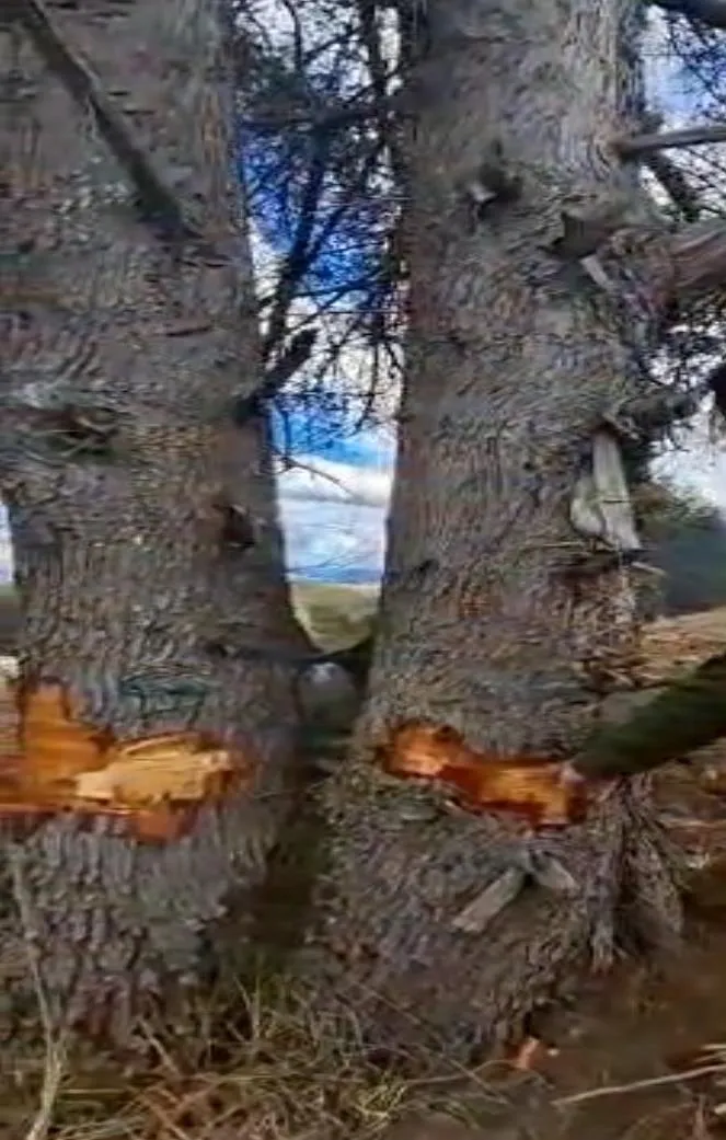 Troncos anillados: se corta la corteza en un anillo completo y el árbol muere en pie, sin necesidad de talarlo.