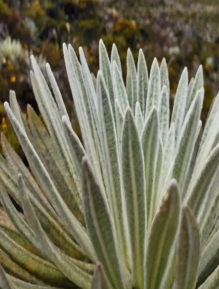 Un frailejón sano. Cada hoja afelpada funciona como una superficie de condensación.