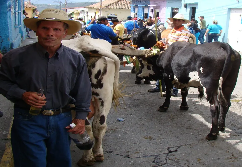 Bueyes uncidos y engalanados de flores bajando por la calle entre el gentío, guiados por sus dueños de sombrero.