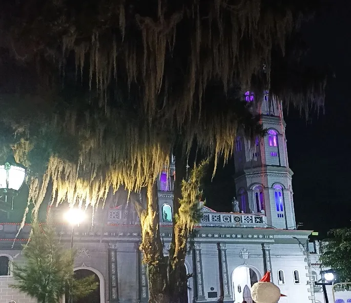 La Basílica iluminada de noche, vista entre las guedejas de barba de palo del árbol de la plaza.