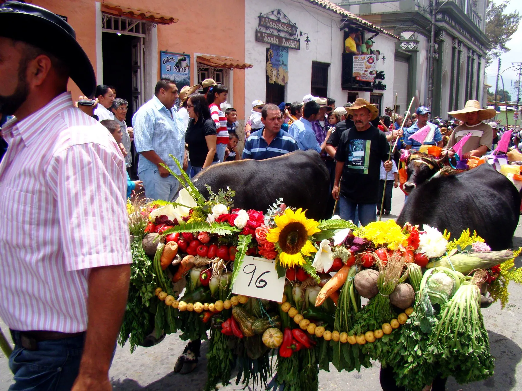 Bueyes engalanados con guirnaldas de hortalizas —papas, pimentones, zanahorias, remolachas, maíz— y girasoles, con su número de concurso, por la calle de Timotes en la fiesta de San Isidro.