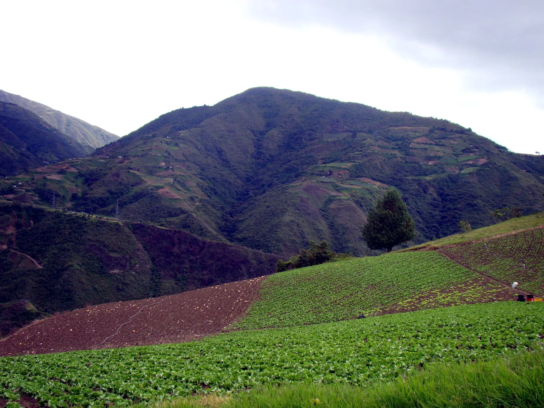 Siembra de hortalizas en la ladera, con el cerro cultivado en terrazas al fondo.