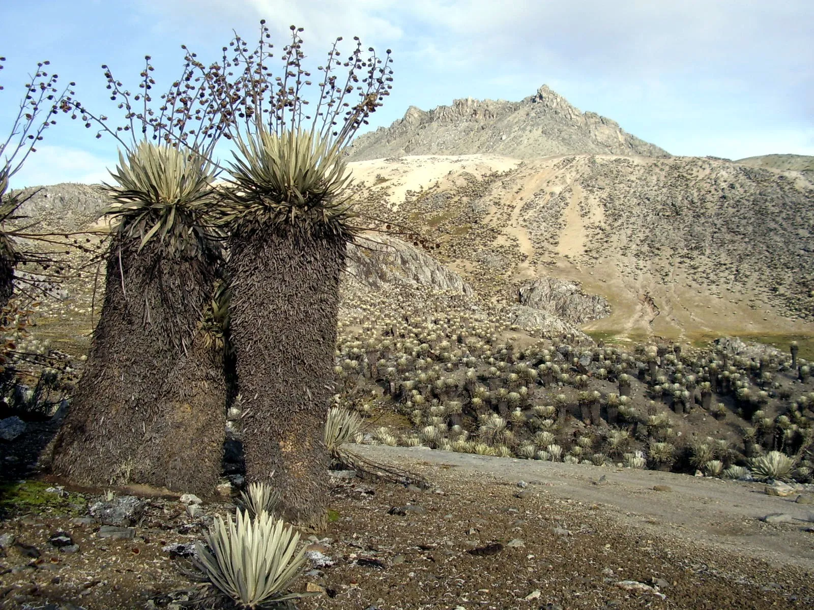 Frailejones adultos al pie de un pico rocoso, con el frailejonal cubriendo la ladera. Es la gráfica con que el autor abre «El majestuoso páramo andino (I)».