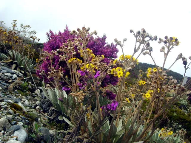 Flora del páramo en floración, entre las hojas plateadas de los frailejones jóvenes.