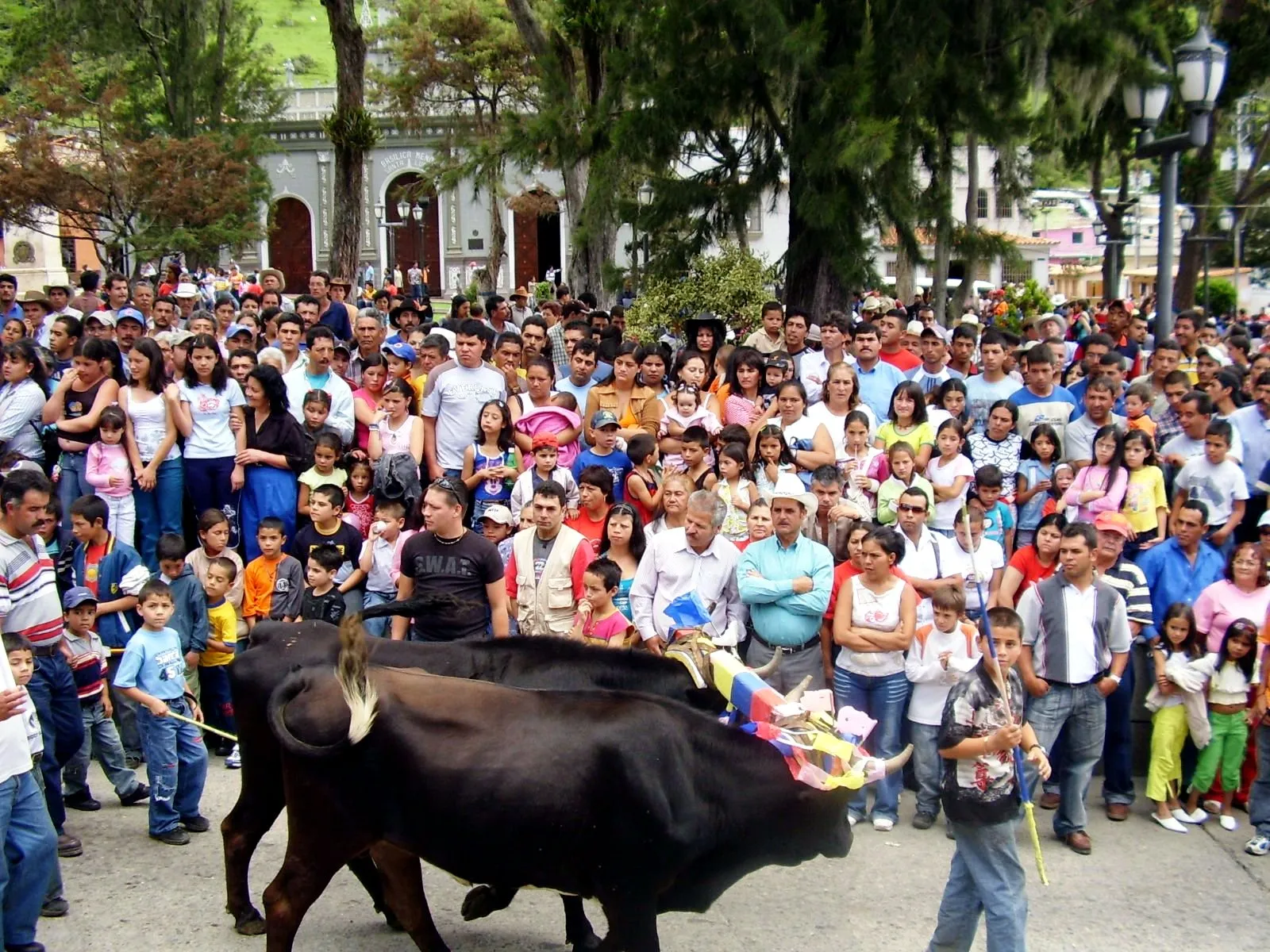 Buey engalanado con cintas tricolores, llevado por los muchachos entre el gentío de la plaza, frente a la Basílica Menor de Santa Lucía.