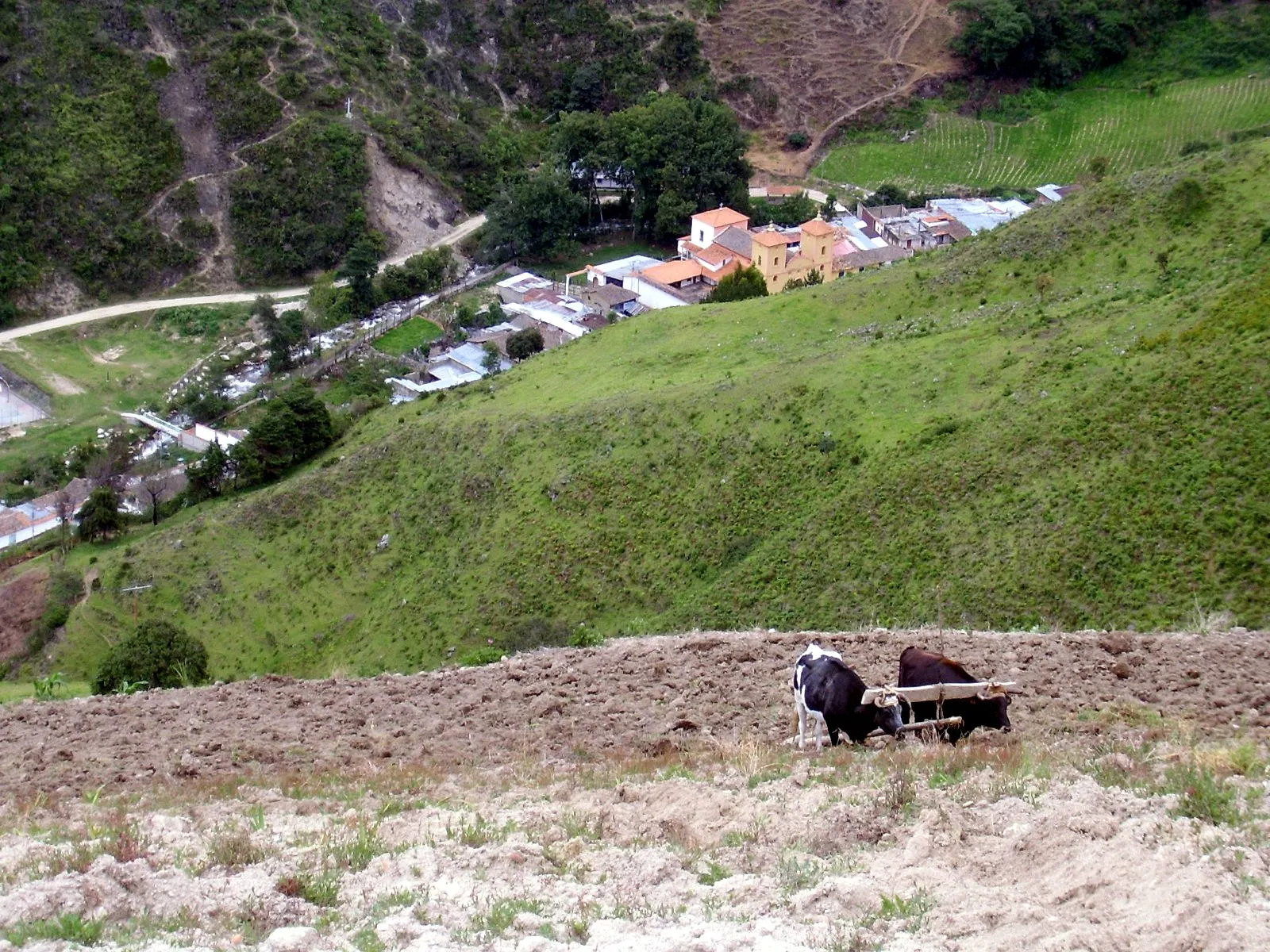 Yunta de bueyes descansando sobre el barbecho, con el pueblo y su templo de dos torres en el fondo del valle.