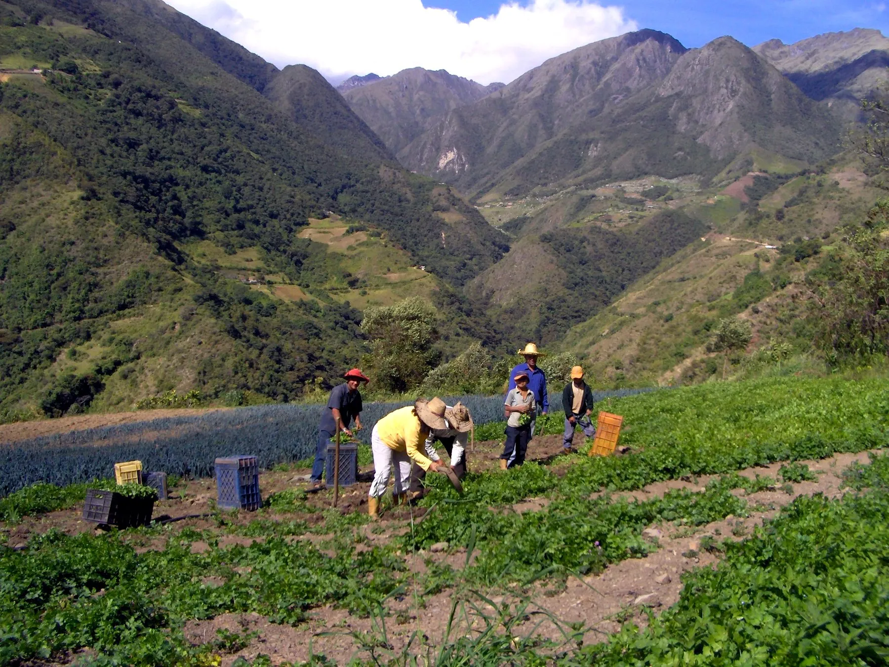 Cuadrilla recogiendo hortalizas en el conuco de la ladera, con el valle y los cerros al fondo.