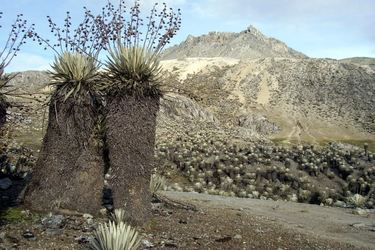 Frailejones on the páramo, with the rocky peak behind