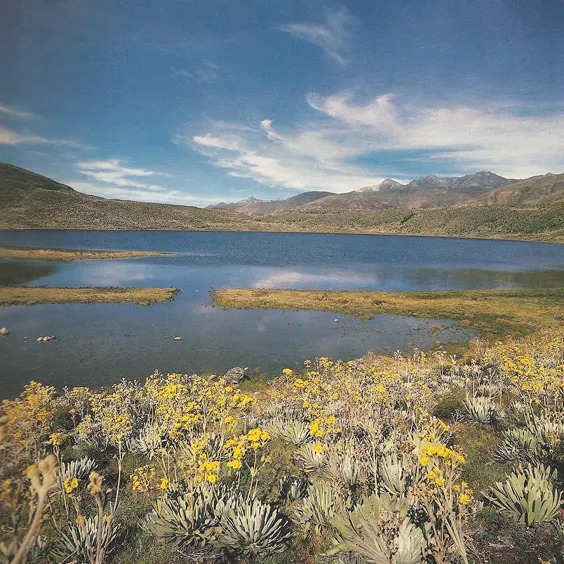 La laguna de Mucubají, con los frailejones en flor en la orilla.