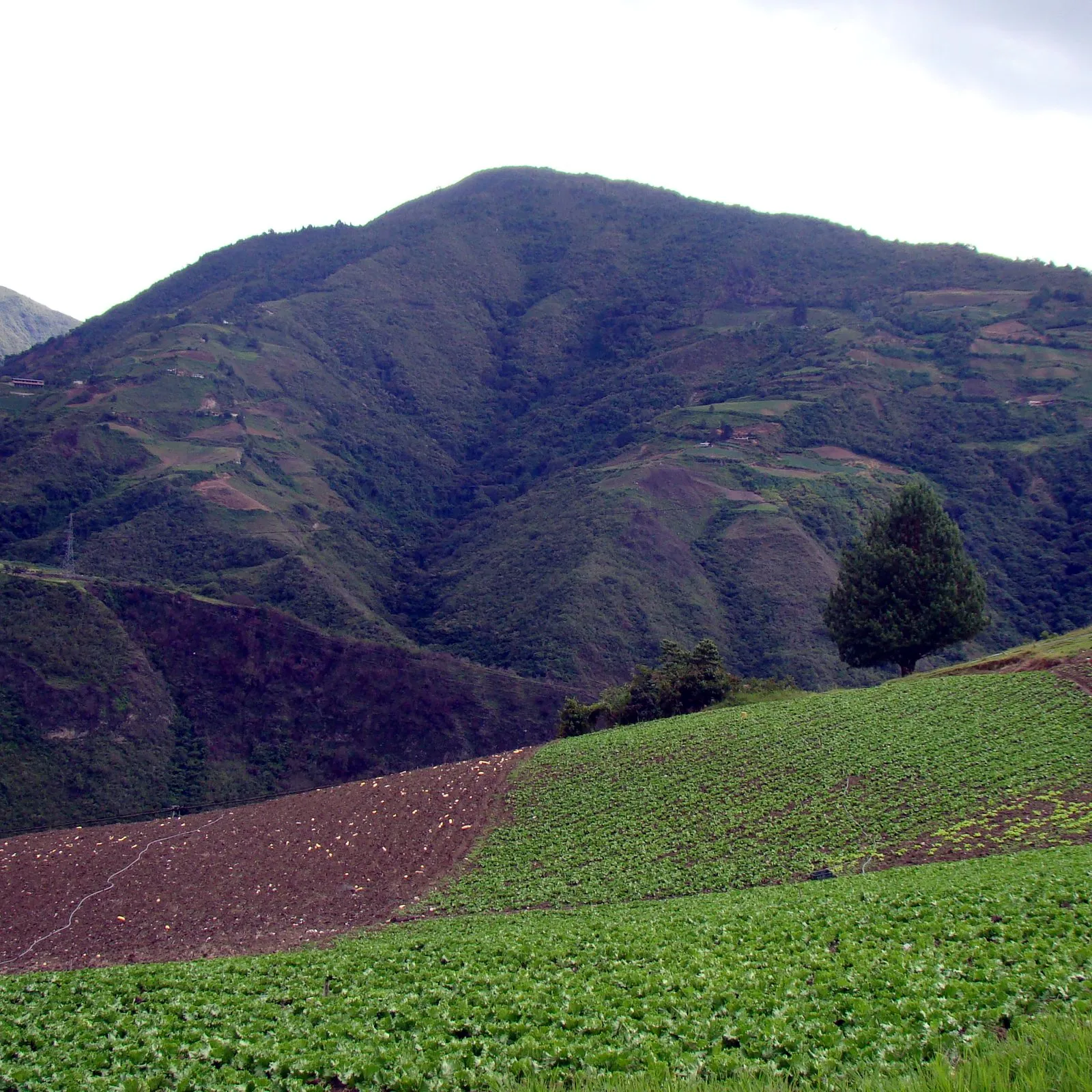 Terraced fields on the mountainside