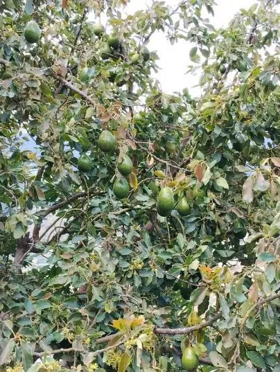 Árbol de aguacate cargado de frutos. La crónica ubica este cultivo en el sector Santa Cruz de Mijará, al este de Timotes.