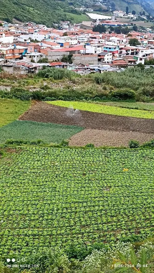 Al pie del pueblo: hileras de hortalizas, un terreno recién arado y un aspersor regando, con las casas de Timotes detrás.