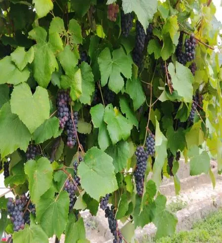 Racimos de uva morada en la parra: el cultivo de uvas en Timotes.