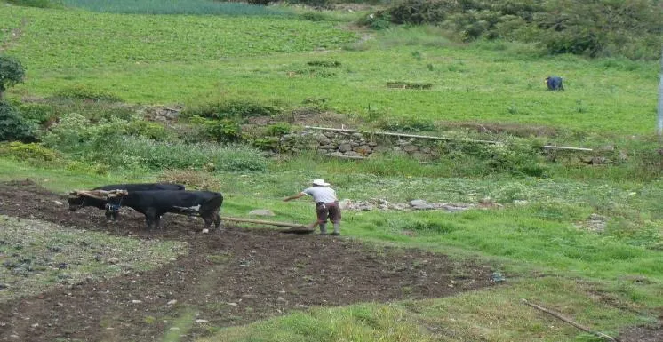 Una yunta de bueyes ara la tierra guiada por un agricultor con sombrero; al fondo, otra persona trabaja en la ladera.