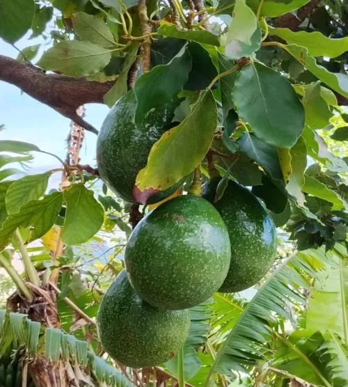 Aguacates verdes en la rama.