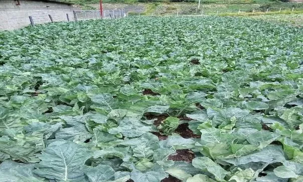 Un sembradío de coles de hojas anchas, junto a una pared de bloques.