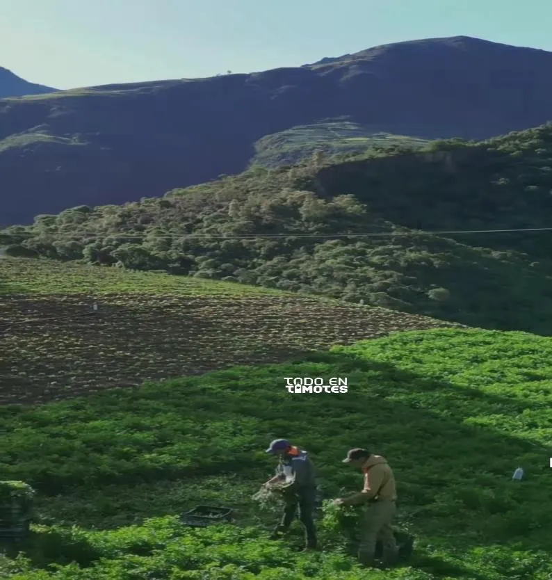 Dos agricultores trabajando en una parcela de la ladera, al atardecer.