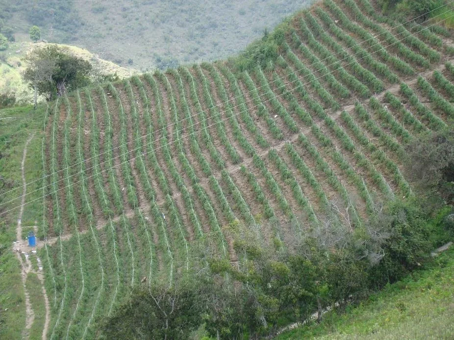 Cultivo de tomates sembrados en las laderas.