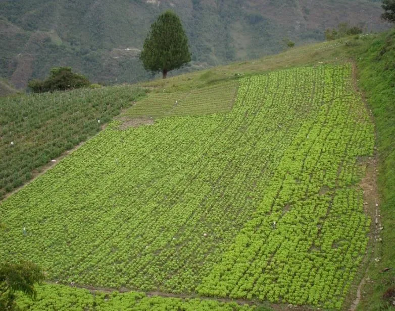 Una ladera sembrada en hileras, con un árbol solitario en lo alto.