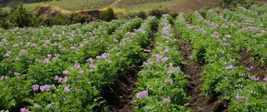 Un papal en flor: hileras de matas de papa con flores lilas.
