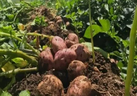 Papas recién desenterradas, todavía con tierra, al pie de la mata.
