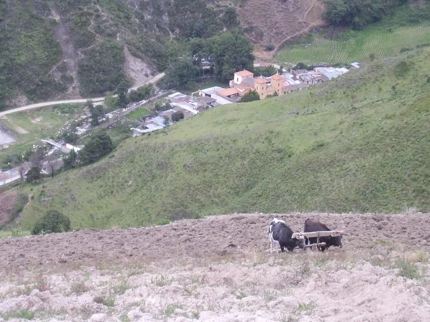 Una yunta de bueyes en una ladera recién arada; abajo, las casas y la iglesia del pueblo.