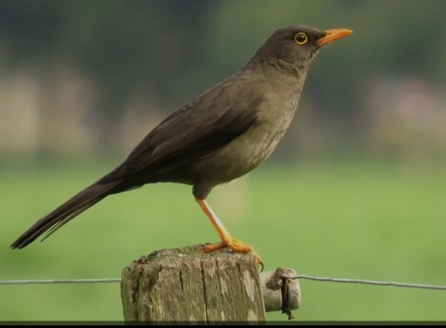 Un niguas, el pájaro de pico y patas anaranjados, posado en un poste de alambrado.